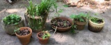 Assorted Flower Pots