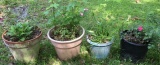 (4) Planters with Plants