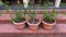 (3) Plastic Planters with Plants, 13