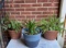 (2) Plastic Hanging Baskets with Ferns & (1)