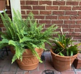(2) Terra Cotta Planters with Plants