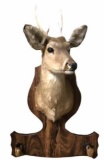 Deer Head Taxidermy