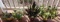 (4) Potted Plants