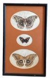 ‘’Butterflies’’, Signed E S Hill, Framed and