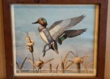 ‘’Out of the Cattails’’ Green Winged Teal Framed