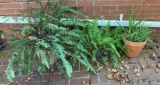(3) Plants:  (2) Ferns and (1) Aloe Vera