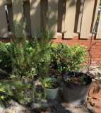 Rosemary Plant and (2) Plastic Planters
