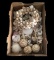 Assorted Seashells and Seashell Decor