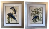 (2) Framed and Matted Bird Prints - 19 3/4” x 23