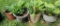 (4) Potted Plants