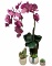 (4) Artificial Decorative Plants - (1) Orchid,