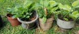 (4) Potted Plants
