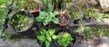 Assorted Cactus & Potted Plants