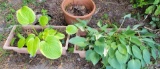 (2) Potted Plants & (1) Ceramic Pot