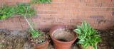 (2) Potted Plants & (1) Large Ceramic Pot