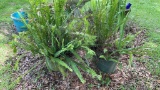 (2) Ferns in Flower Pots