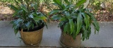 (2) Peace Lily Plants in Brass Planters, (2)