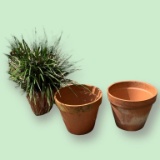 (3) Clay Pots & (1) Plant