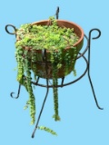 Clay Pot in Metal Plant Stand