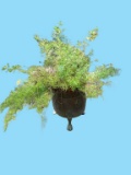 Plant in Metal Footed Planter