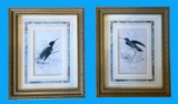 (2) Framed Hummingbird Prints—9.6” x 11.75”