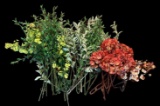 Assorted Silk Flowers