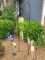 Assorted Yard Ornaments Including Wind Chimes,