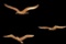 (3) Brass Hanging Seagulls