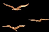 (3) Brass Hanging Seagulls