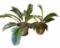 (2) Terra Cotta Pots with Sago Palms--