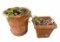 (2) Terra Cotta Flower Pots:  Round 13