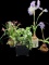 (4) Artificial Floral Arrangements in Flower Pots