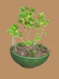 Green Ceramic Planter--24 1/2
