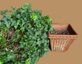 (2) Terra Cotta Square Planters--One Has Ivy Plant