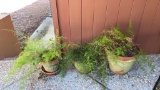 (3) Terra Cotta Pots with Asparagus Ferns