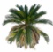 Sago Palm in Plastic Planter