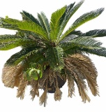 Sago Palm in Plastic Planter