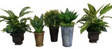 (5) Artificial Plants