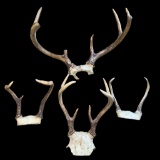 Assorted Antlers
