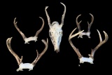 Assorted Animal Antlers