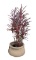 Planter with Plant--17 1/2
