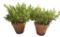 Plastic Planters with Plant, 19