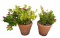 (2) Round Plastic Planters with Live Plants--16