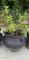 Round Planter with Plant--18