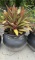 Round Planter with Plant--18