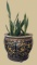 Fish Bowl with Snake Plant--18 1/2