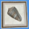 Framed Shell Artwork—22.25” Square