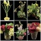 (6) Artificial Floral Arrangements