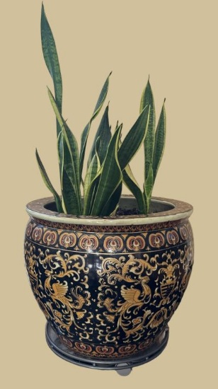 Fish Bowl with Snake Plant--18 1/2" Diameter,