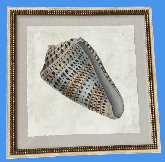 Framed Shell Artwork—22.25” Square